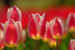 時の旅人✿TULIP