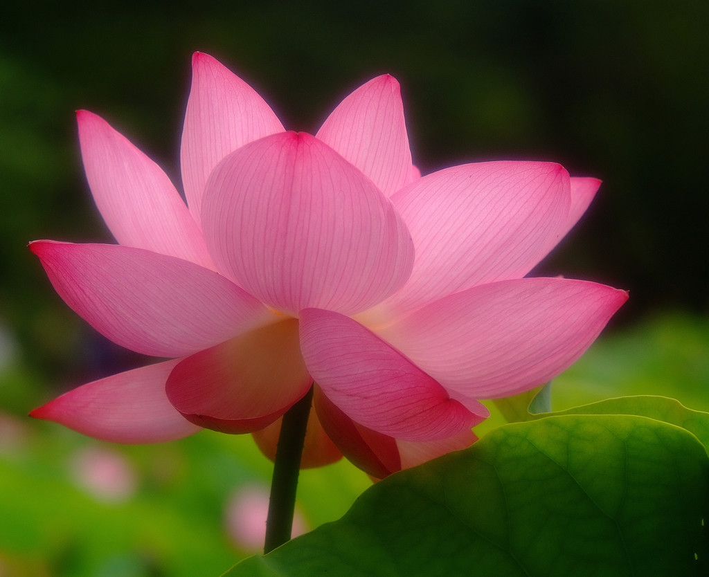 蓮に願いを・・