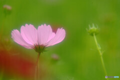 秋の訪れⅢ✾2020