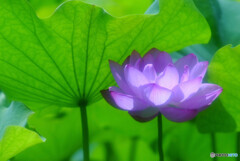 Dream continuation・蓮