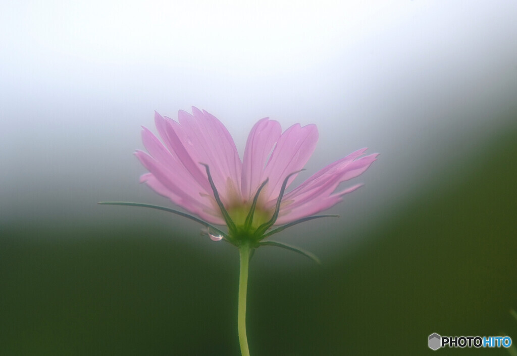 心静かに・秋桜