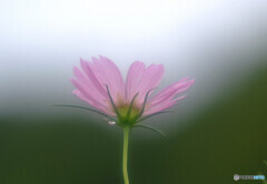 心静かに・秋桜