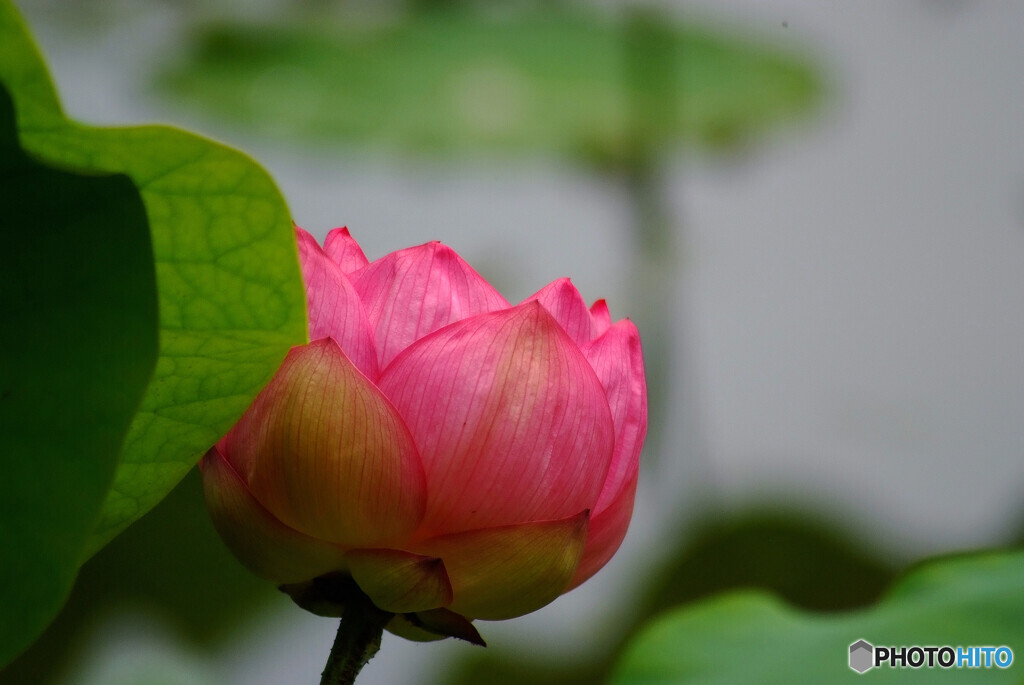 Good Morning❁蓮2023