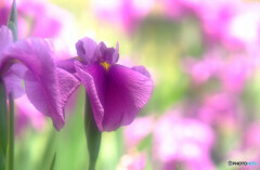 華やかに美しく・彩