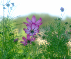 背比べ・こすもす