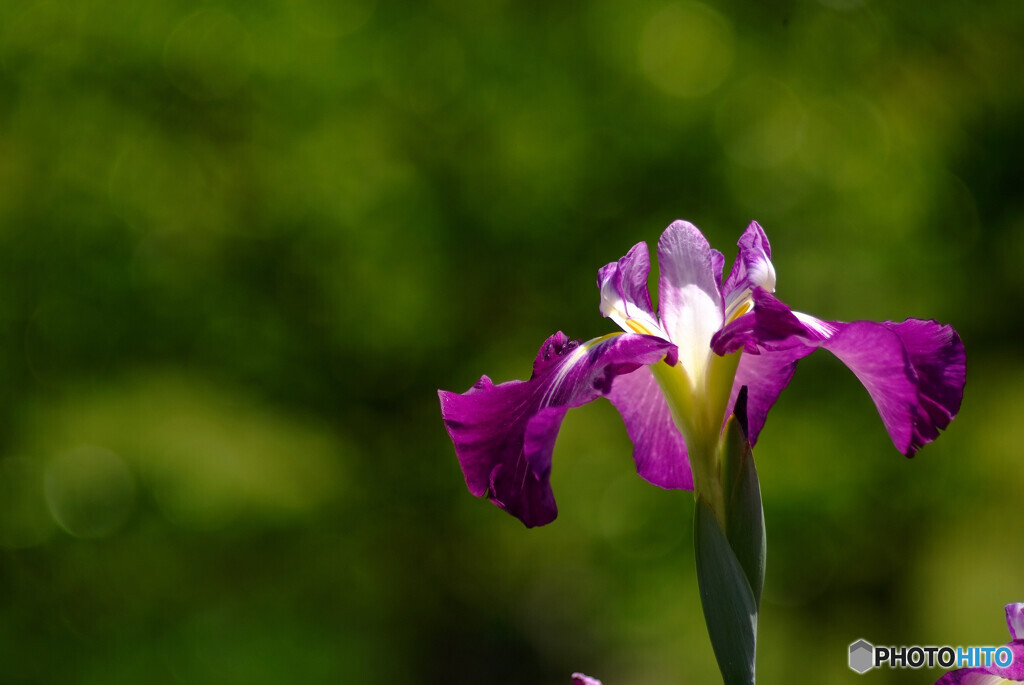 水月の舞❁菖蒲