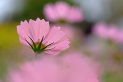 秋らしく✾コスモスの彩 秋らしく✾コスモスの彩