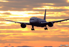 琥珀の夢・787
