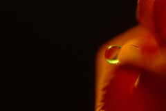 魅惑の雫✿和心