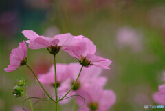 花の宴2023❁こすもす