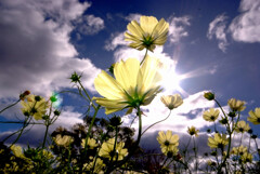 Cosmos theater➎✿熱視線2025