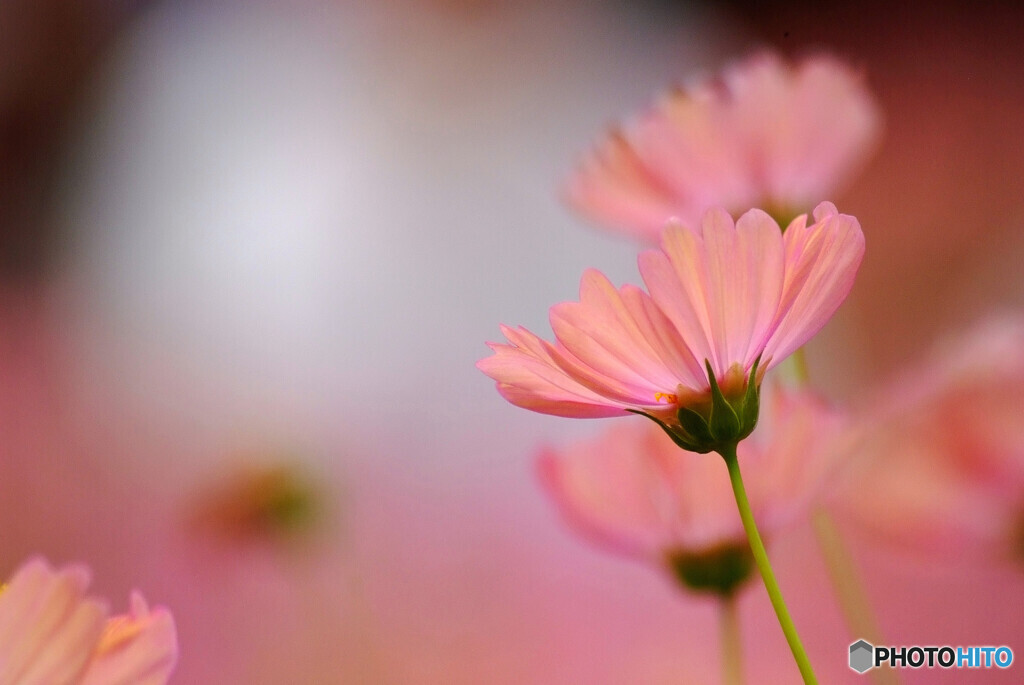 夢のつづき✿こすもす