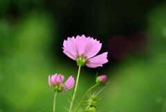 秋を感じて✿花の丘2025