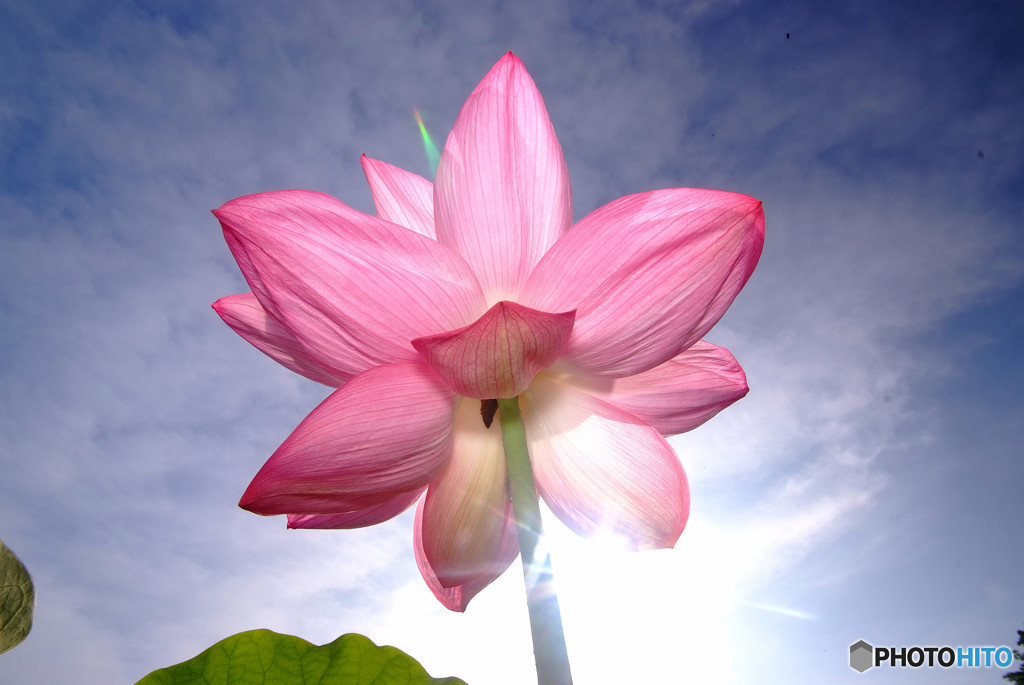 日はまた昇る・蓮