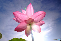 日はまた昇る・蓮