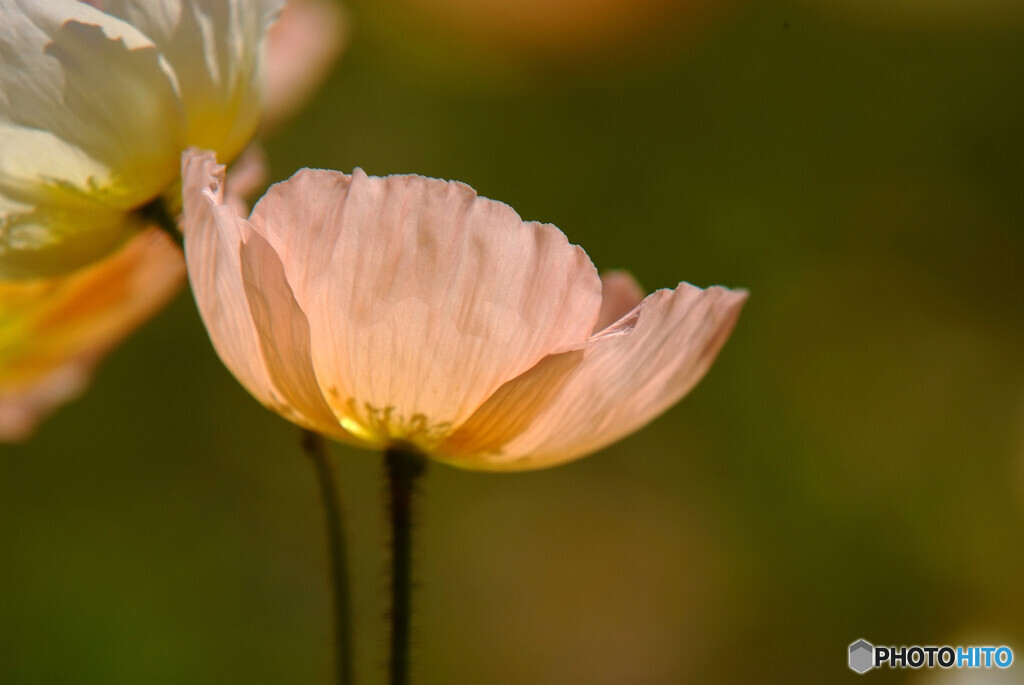 春風に誘われて・心
