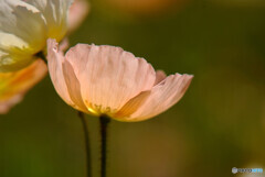 春風に誘われて・心