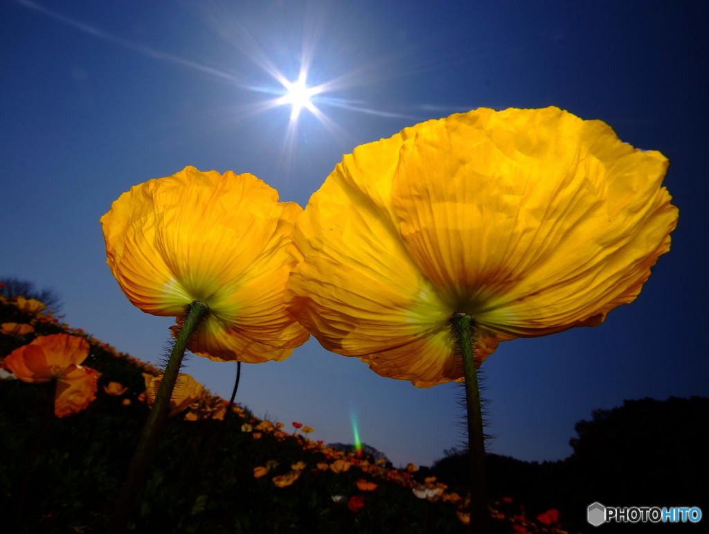 春風の誘惑・華