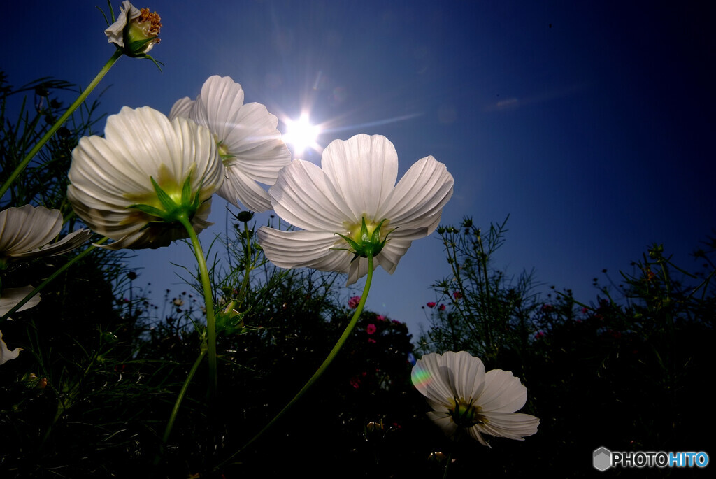 沈まぬ太陽✿秋桜