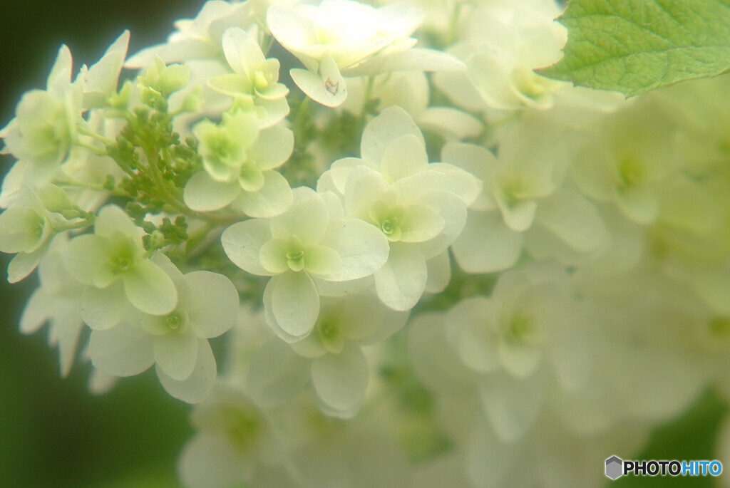 涼暮月の時✿2021