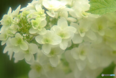 涼暮月の時✿2021