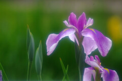 華やか舞う✿菖蒲