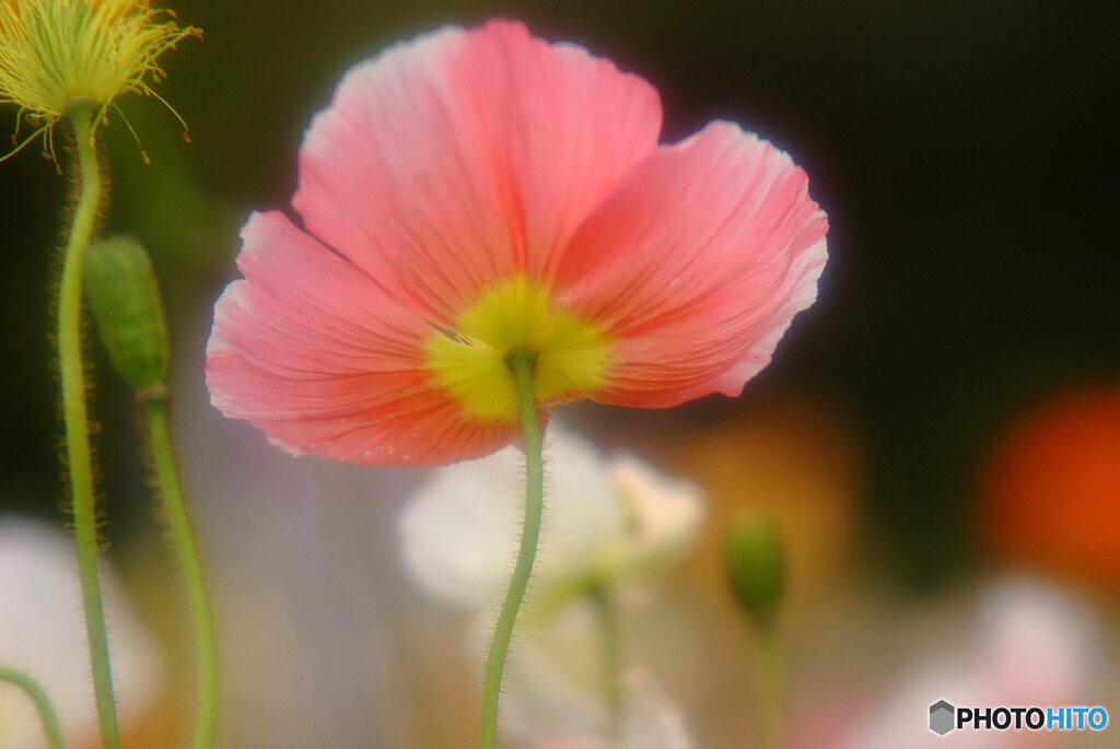 沈まぬ太陽✿4月