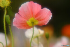 沈まぬ太陽✿4月