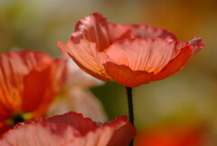 情熱の華❀Poppy