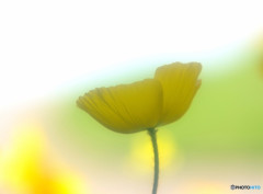 時をかける華・序章