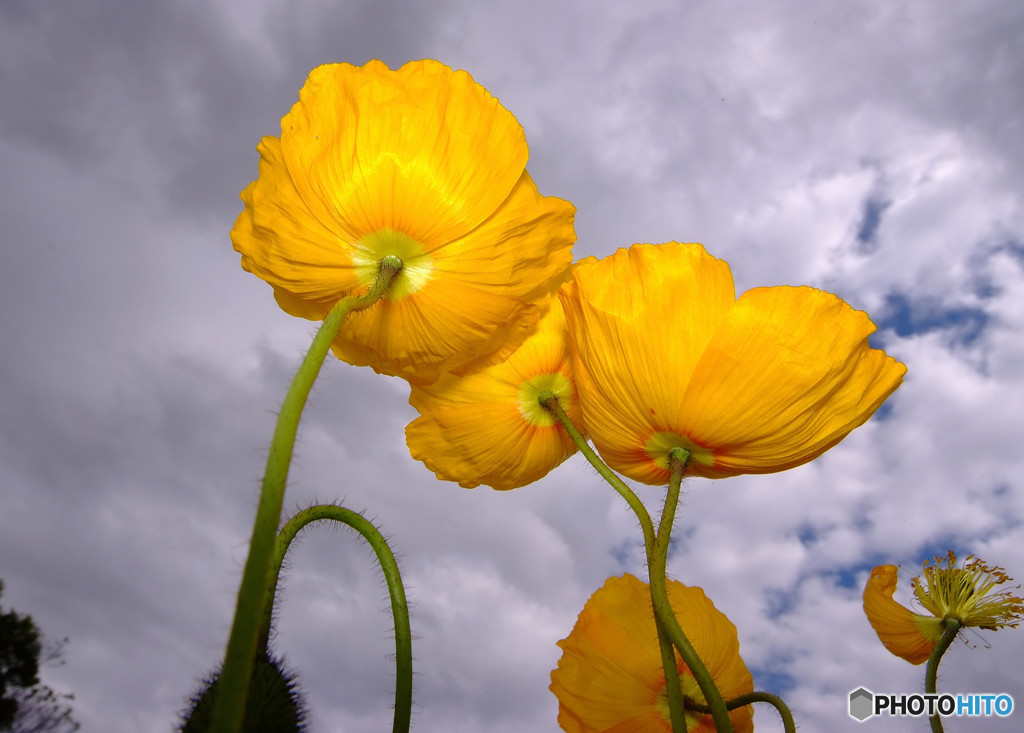雨にも負けず風にも負けず・華