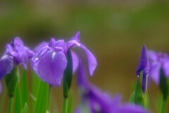皐月の蔡✿Iris laevigata