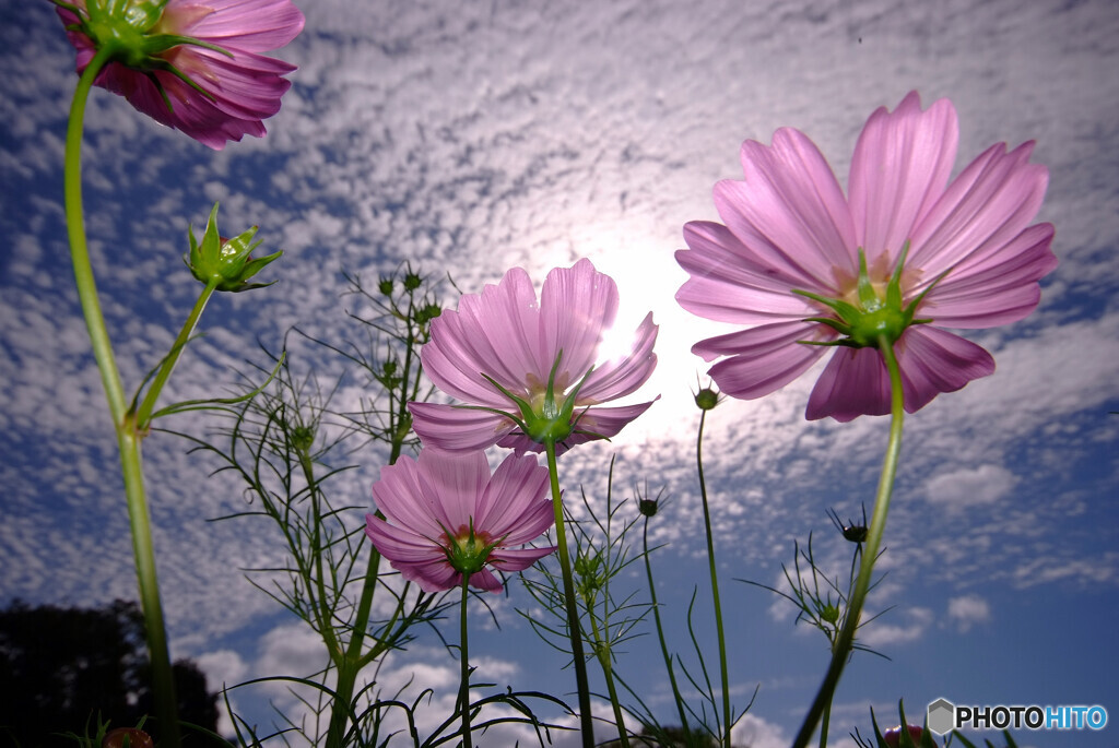 秋を楽しむ✿三姉妹