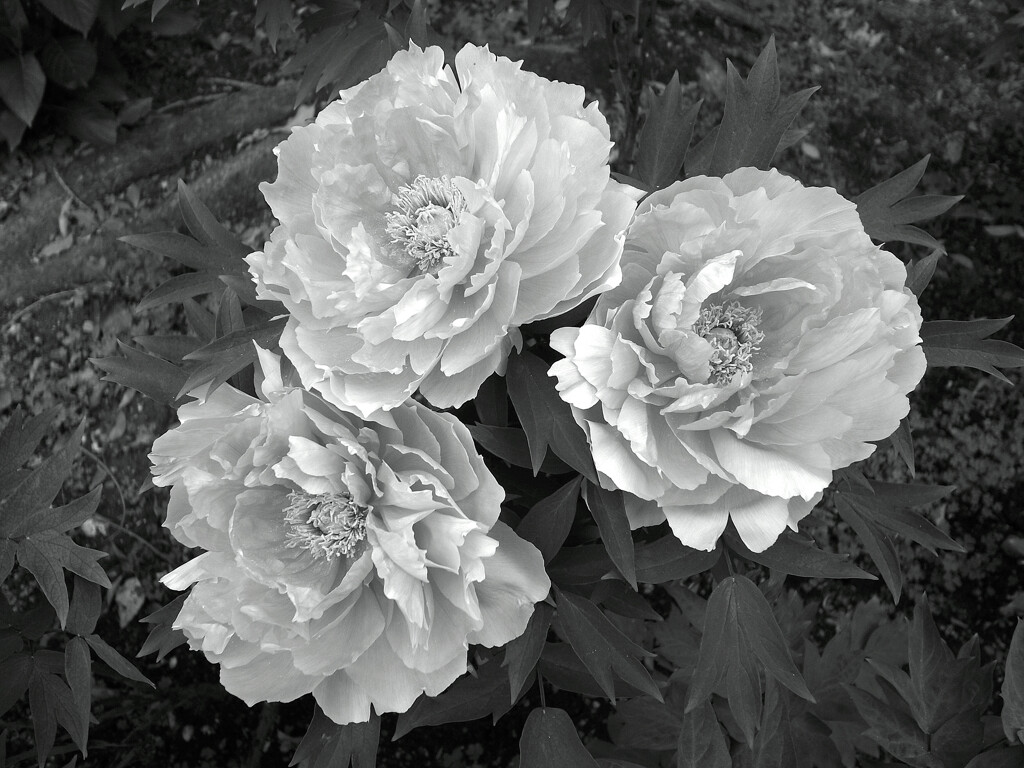 Japanese Beauty✿牡丹