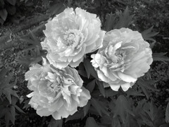 Japanese Beauty✿牡丹
