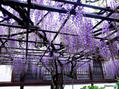 藤色に恋して✿京都の春