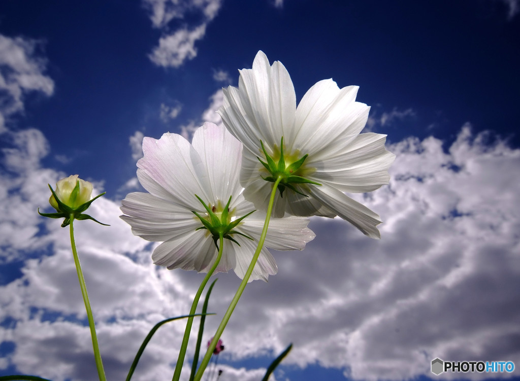 My Treasure・秋雲