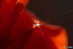 赤い閃光❁皐月の瞳