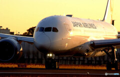 GOLD STAR✈JAPAN耀