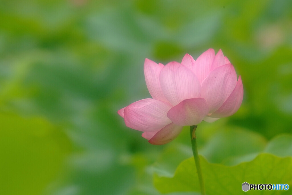 友に捧げるこの蓮を