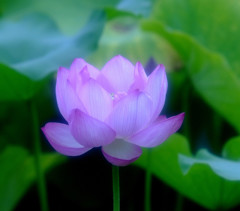 幸せの時間（Ⅷ）・蓮