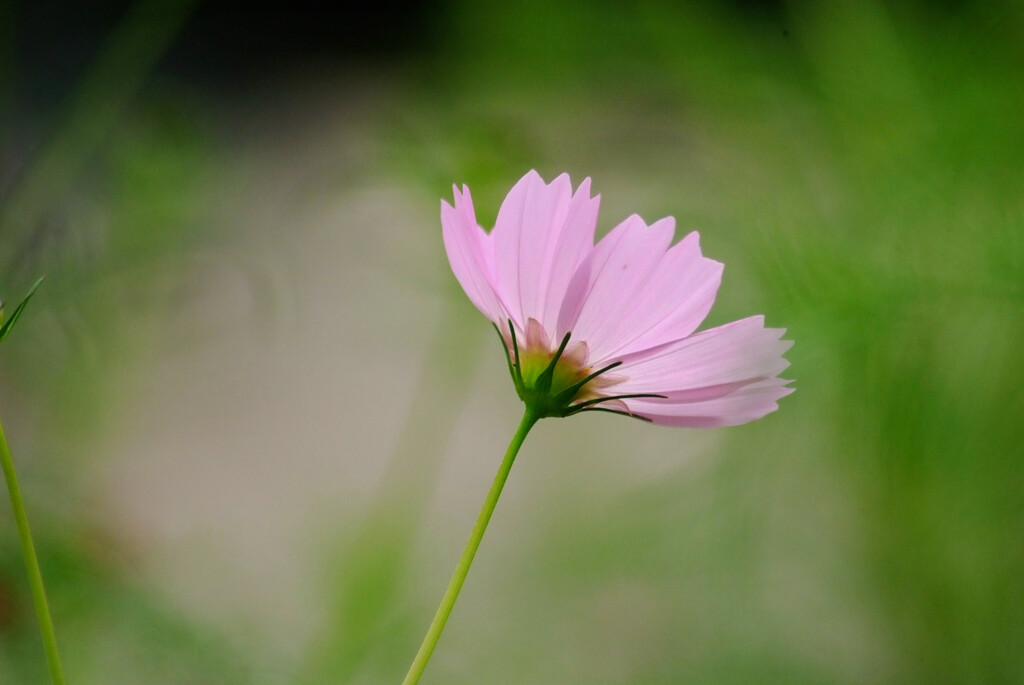 Enjoy Autumn✿癒やしの朝