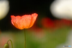 君は天然色 ✾春物語