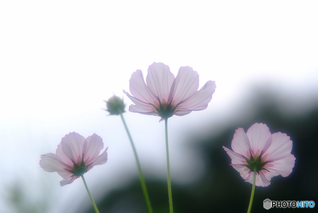 秋風のハミング・秋桜