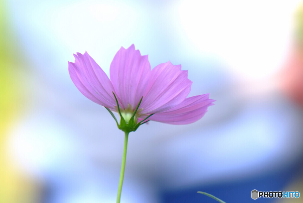 Japanese Beauty✿愛しき華