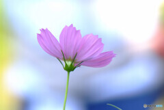 Japanese Beauty✿愛しき華