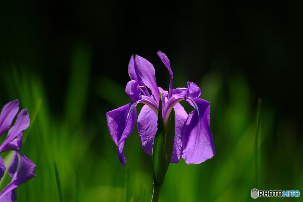 Iris laevigata咲きました✿2023