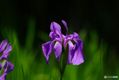 Iris laevigata咲きました✿2023