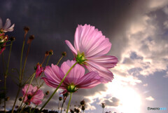 LOVE AFFAIR 〜秘密のデート