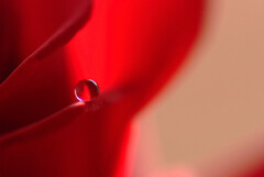 一粒の雫✿嘉月